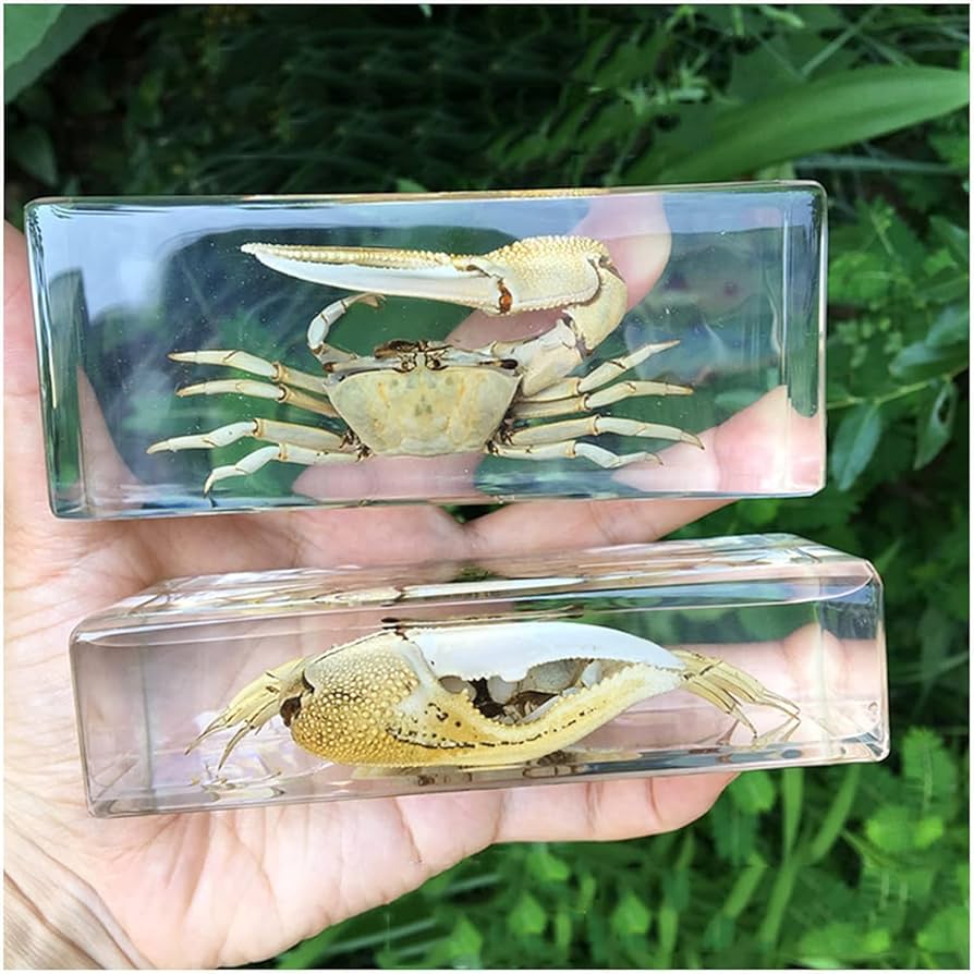 蟹の標本 Amazon.co.jp: カニの標本 - 動物シオマネキ カニの標本 樹脂製